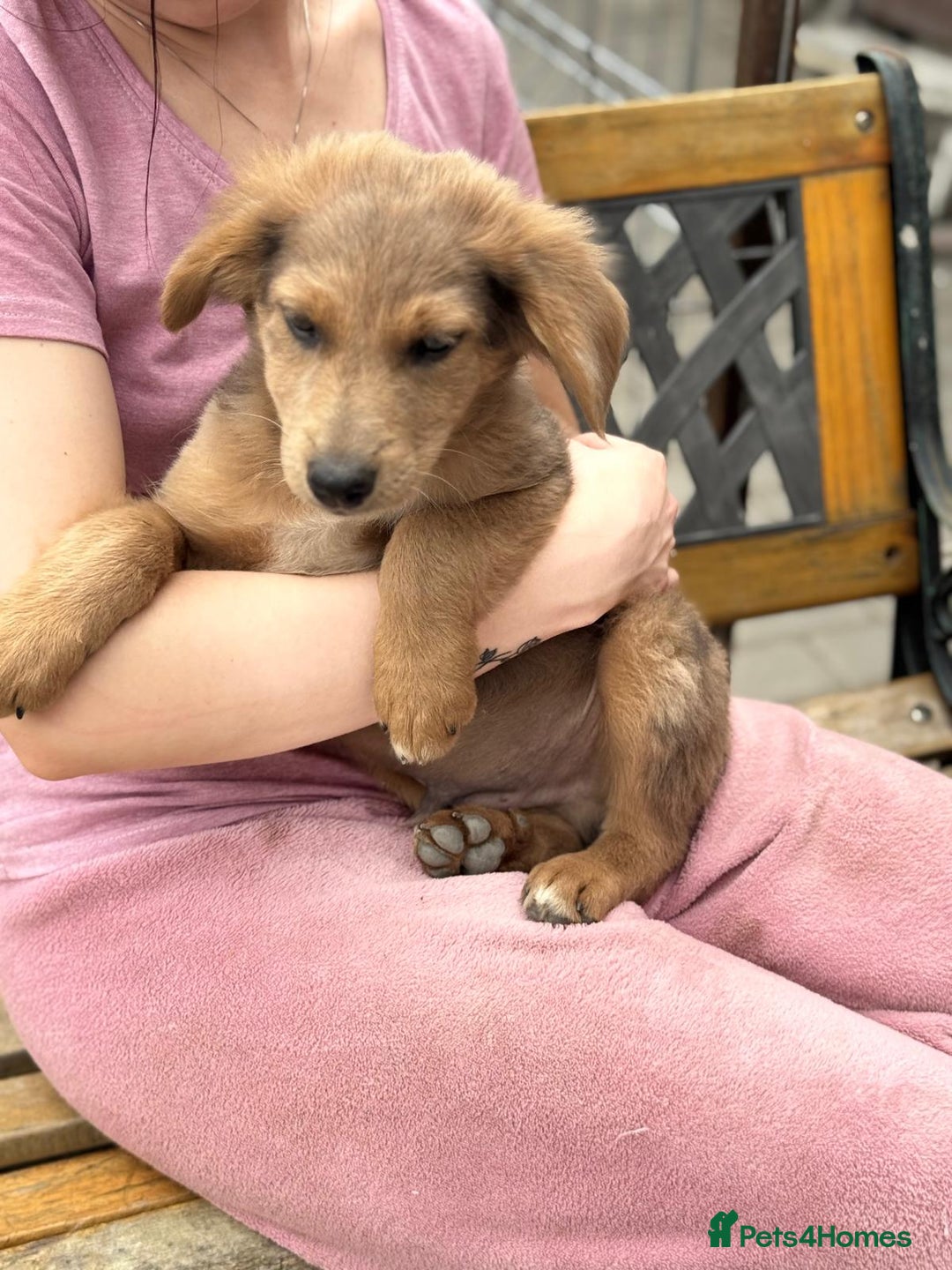 Mixed Breed dogs for adoption: THEO - a Superb Puppy Boy, for a Loving Home - Image 11