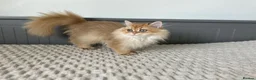 British Longhair cats for sale: Chocolate-Golden British BLH and BSH kittens  - Advert 4
