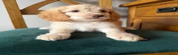 Cockapoo dogs for sale:  Girls Only from DNA Tested Parents  - Advert 28