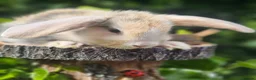 Mixed Breed rabbits for sale: Rabbits for Sale  - Advert 4