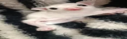 Sugar Glider rodents for sale: 💕Beautiful Leucistic Sugar Glider Baby Girl 💖 - Advert 3