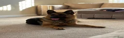 German Shepherd dogs for sale: Stunning Gsd males available!  - Advert 6