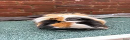 Guinea Pig rodents for sale: 2 single boars - Advert 6