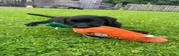 Labrador Retriever dogs for sale: 9 Black Labrador Retrievers   - Advert 6