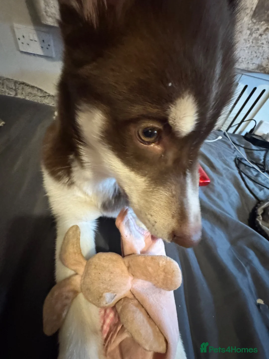 Siberian Husky dogs for sale: Brown Siberian husky😍 in Southampton - Advert 4