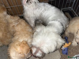 Maltipoo dogs F1 Maltipoo Puppies - Advert 5