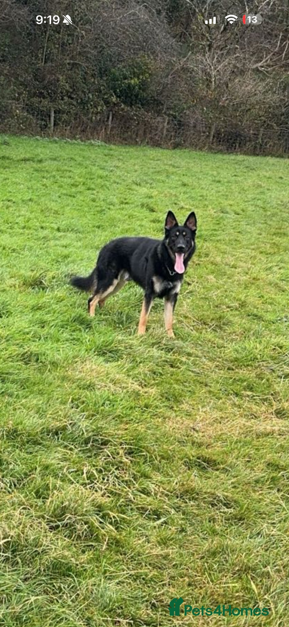 German Shepherd dogs STUD  - Advert 4