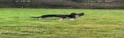 German Shepherd dogs for stud: STUD  in Cockermouth - Advert 1