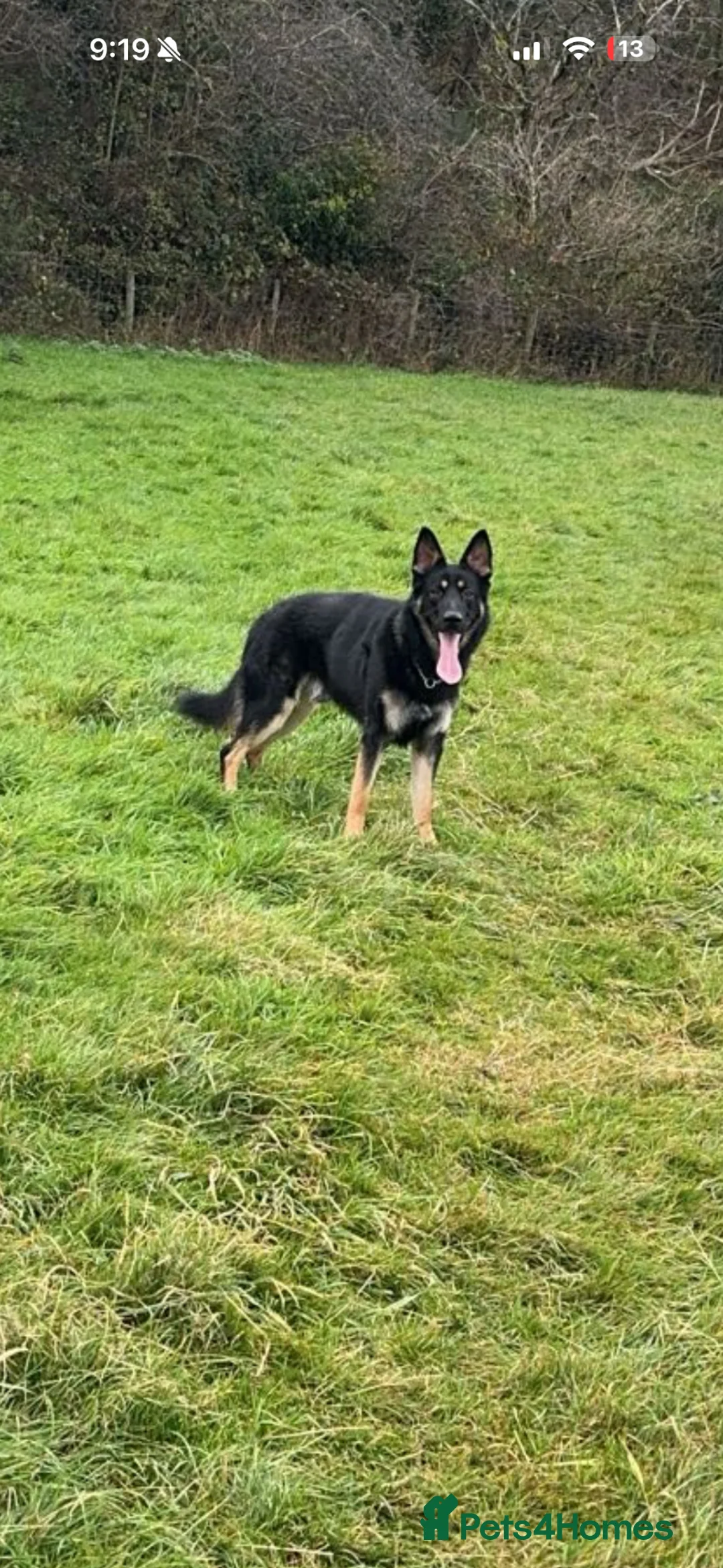 German Shepherd dogs for stud: STUD  in Cockermouth - Advert 1