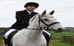 English Warmblood horses for sale: 16hh Schoolmistress  - Image 11
