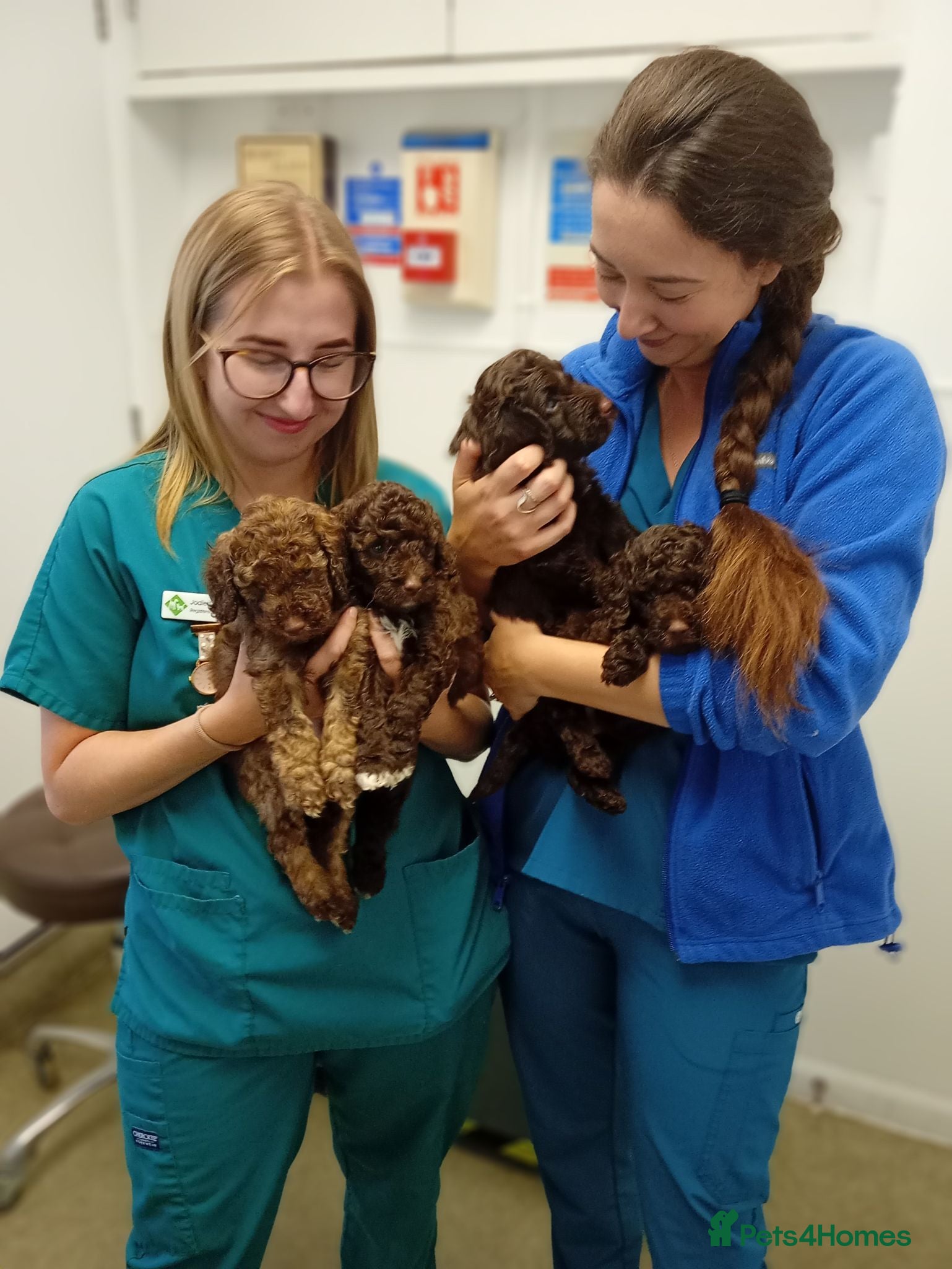 Cavapoo dogs READY NOW - Insured and vacccinated - Advert 1