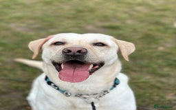 Labrador Retriever dogs for stud: Labrador Retriever for Stud - Marley in Gravesend - Image 3