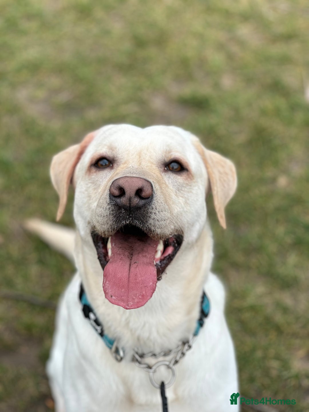 Labrador Retriever dogs for stud: Labrador Retriever for Stud - Marley in Gravesend - Image 3