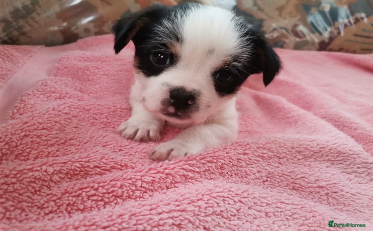 Mixed Breed dogs - Advert 15