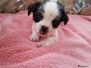 Mixed Breed dogs - Advert 20