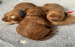 Cockapoo dogs for sale: 3 Stunning Dark Red Cockapoo Puppies - Image 20