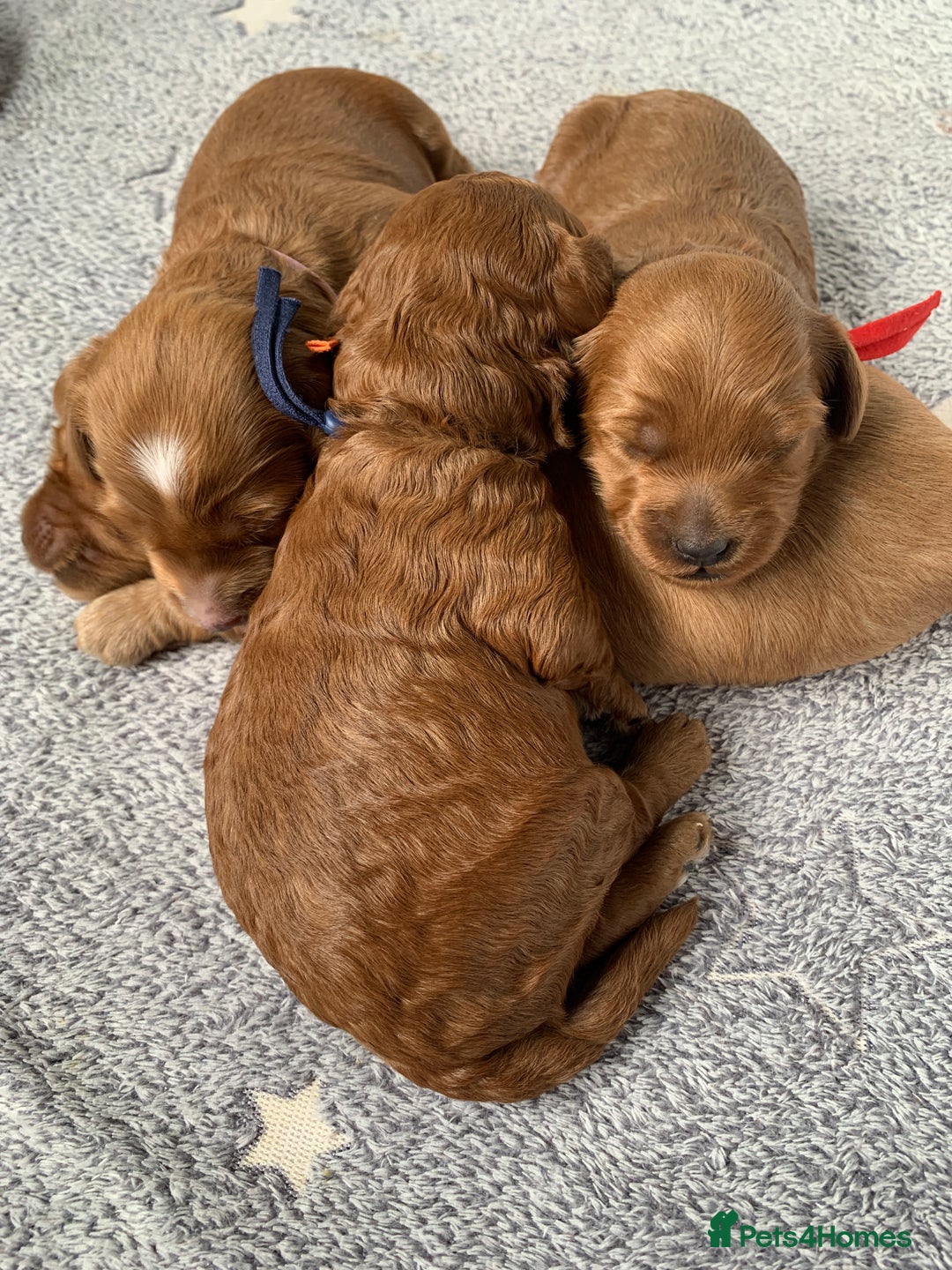 Cockapoo dogs for sale: 3 Stunning Dark Red Cockapoo Puppies - Image 20