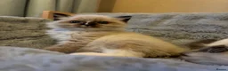Ragdoll cats for sale: Pair of Ragdoll registered kittens - Advert 2