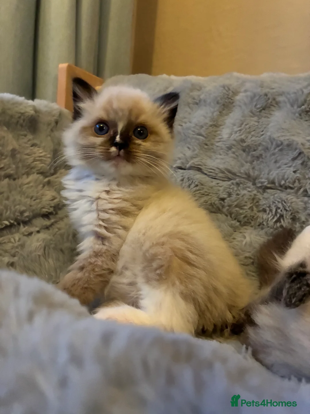 Ragdoll cats for sale: Pair of Ragdoll registered kittens - Advert 2