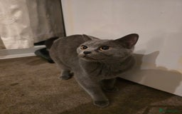 British Shorthair cats for sale: British ShortHair with Scottish Fold  - Image 5