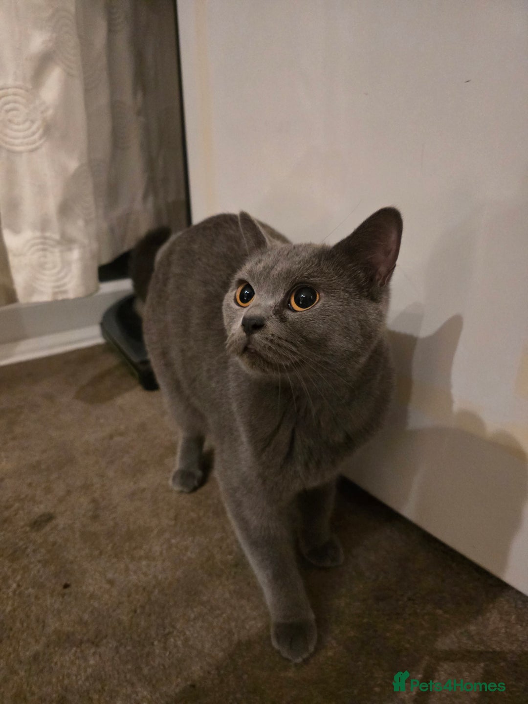 British Shorthair cats for sale: British ShortHair with Scottish Fold  - Image 5