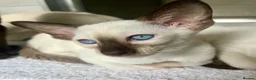 Oriental cats for sale: Exceptional show quality Orientals and Siamese  - Advert 33