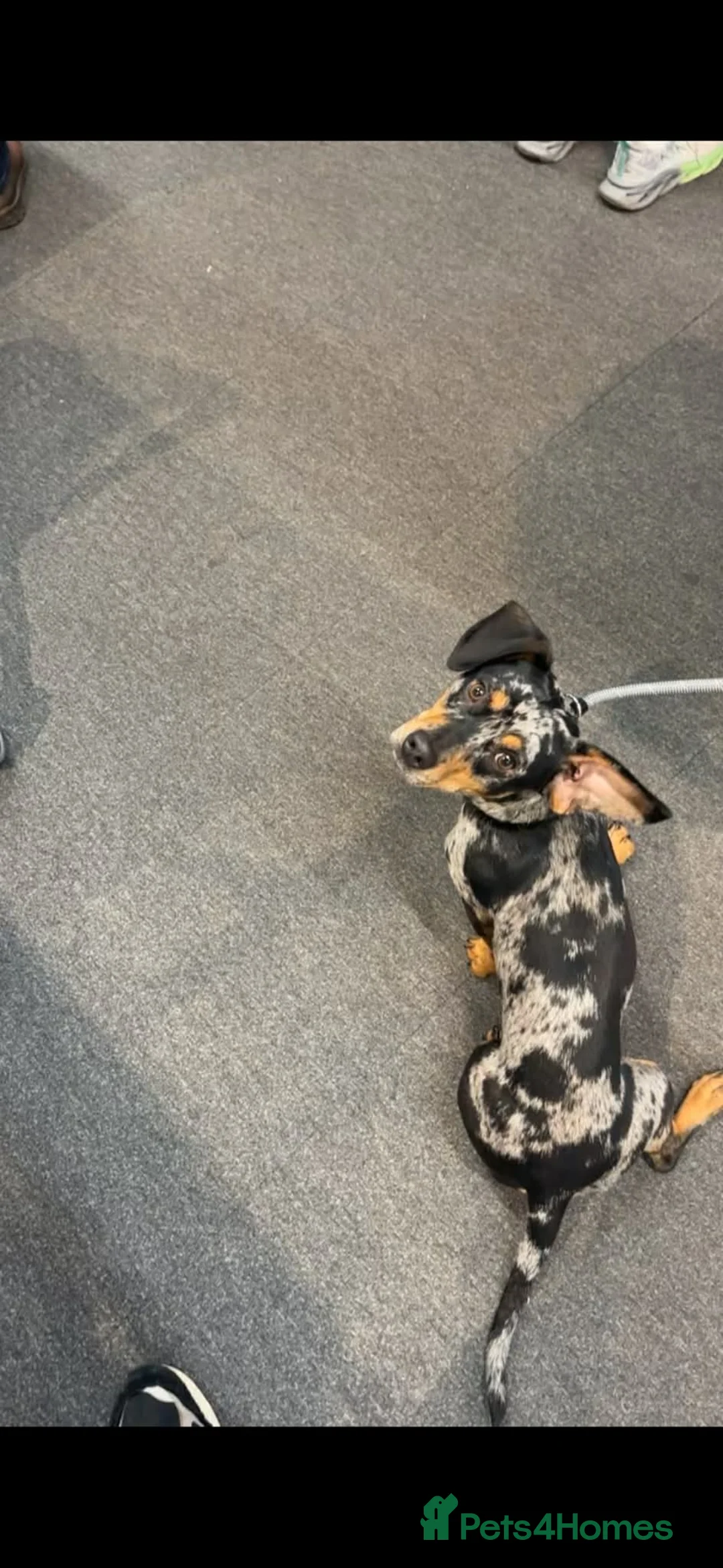 Mixed Breed dogs for sale: Koopa - dapple dachshund - Advert 2