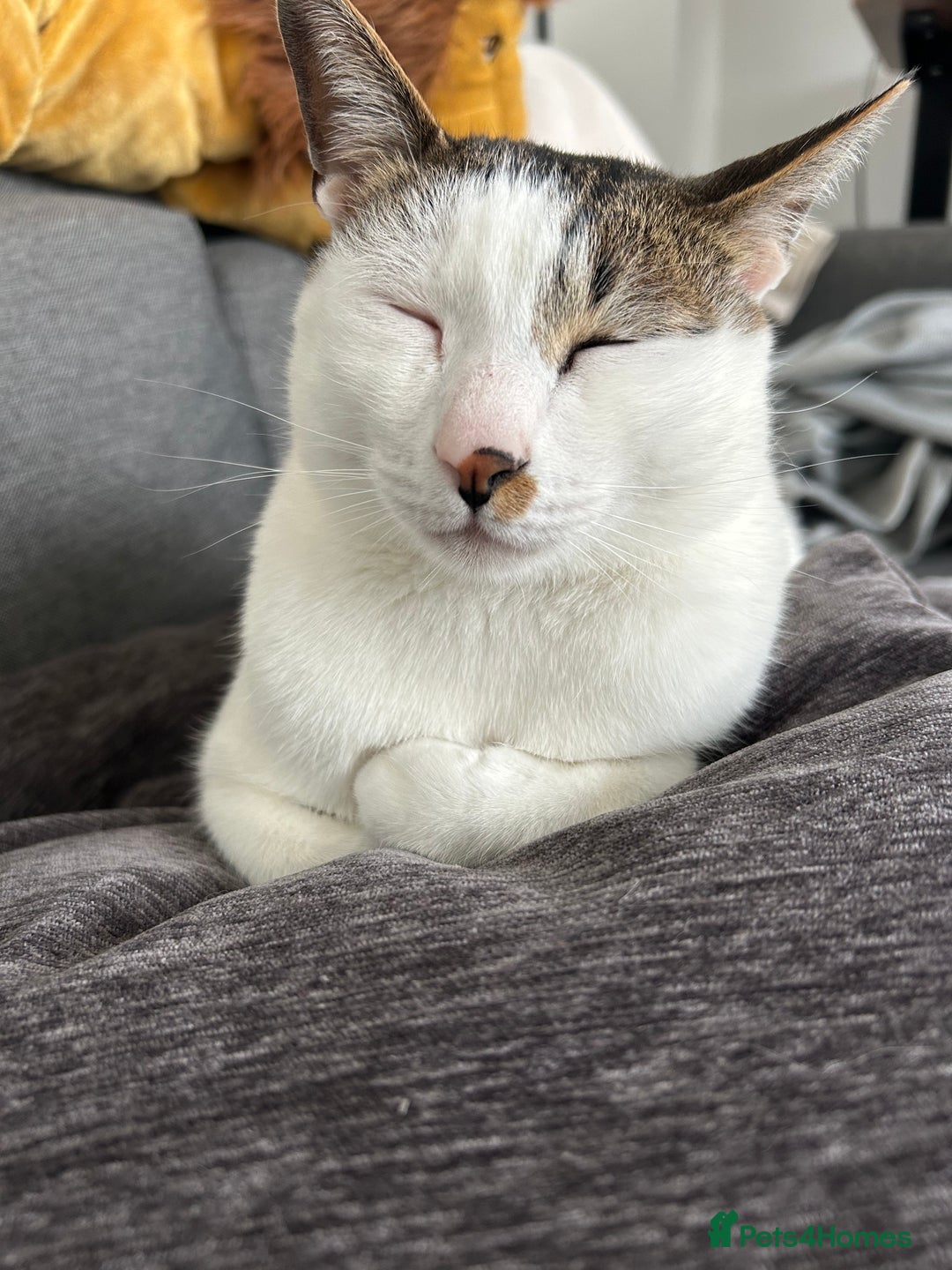 Mixed Breed cats for sale: Affectionate Cat Looking for a Forever Home - Image 9