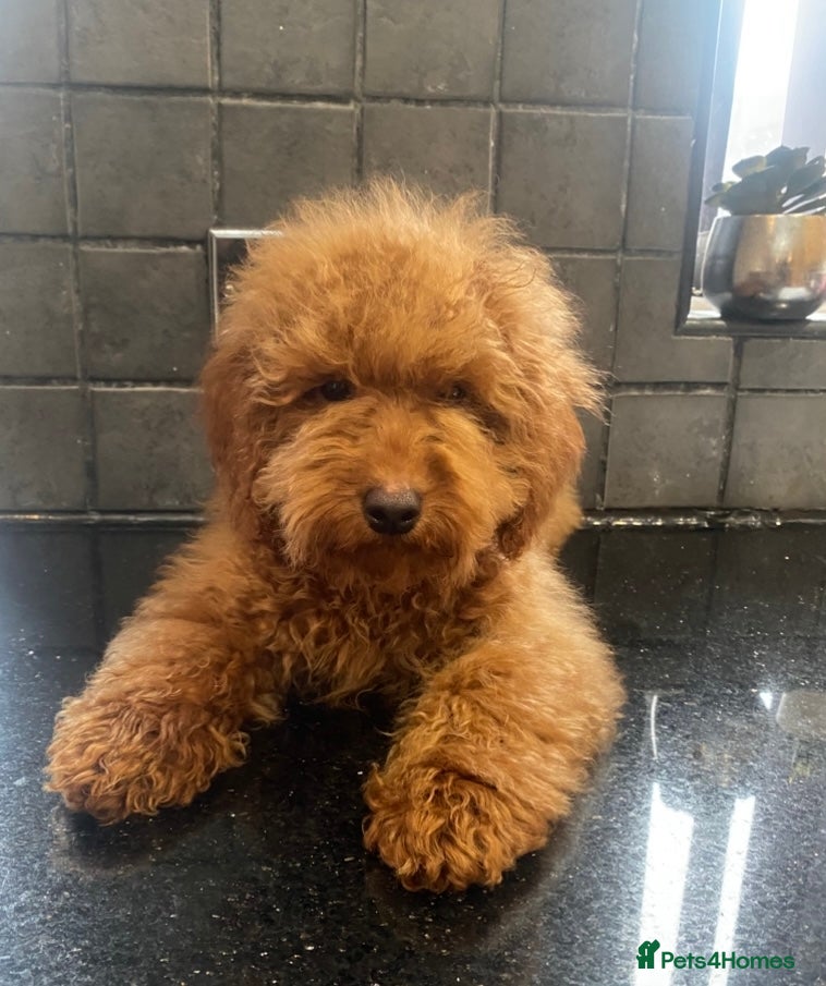 Miniature Poodle dogs Gorgeous Red Minature Poodle Puppies  - Advert 2