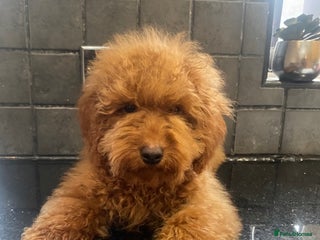 Miniature Poodle dogs Gorgeous Red Minature Poodle Puppies - Advert 3