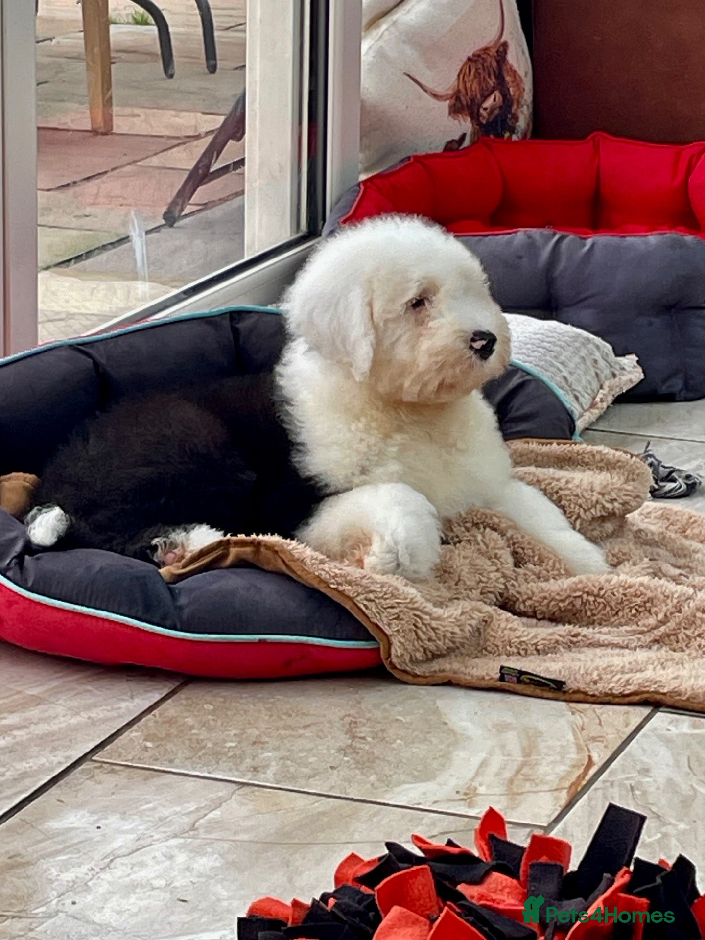 Old English Sheepdog dogs Kc old English sheep dog  - Advert 2