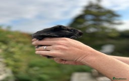 Guinea Pig rodents for sale: Stunning baby guinea pigs  - Image 15