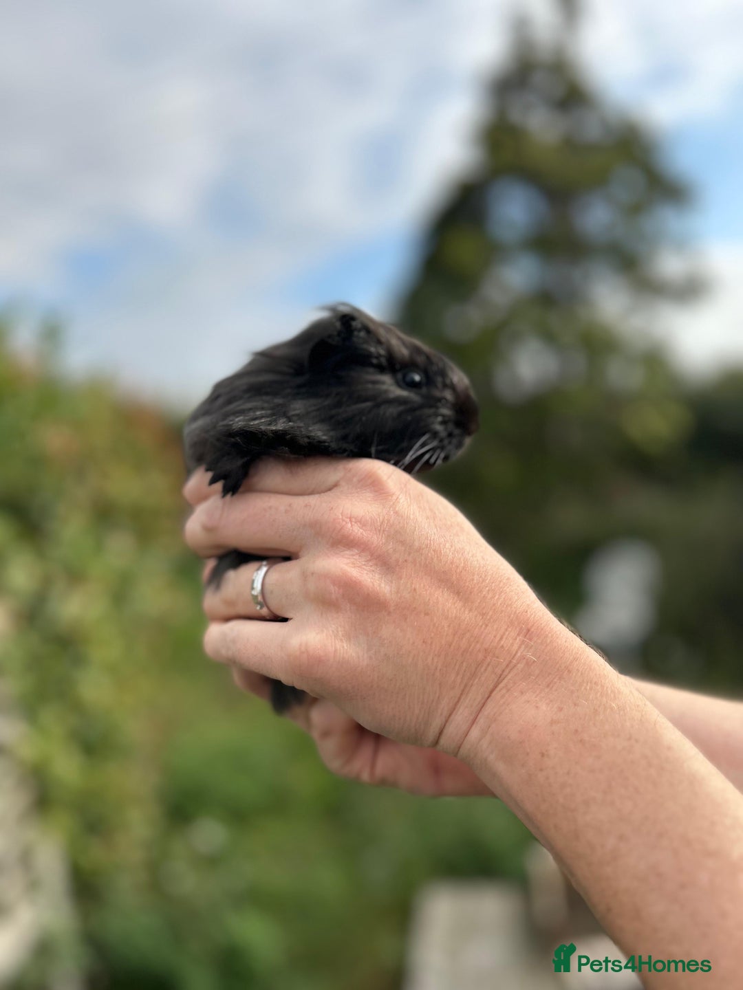 Guinea Pig rodents for sale: Stunning baby guinea pigs  - Image 15