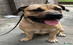 Boerboel dogs for sale: Boerboel puppies - Image 15