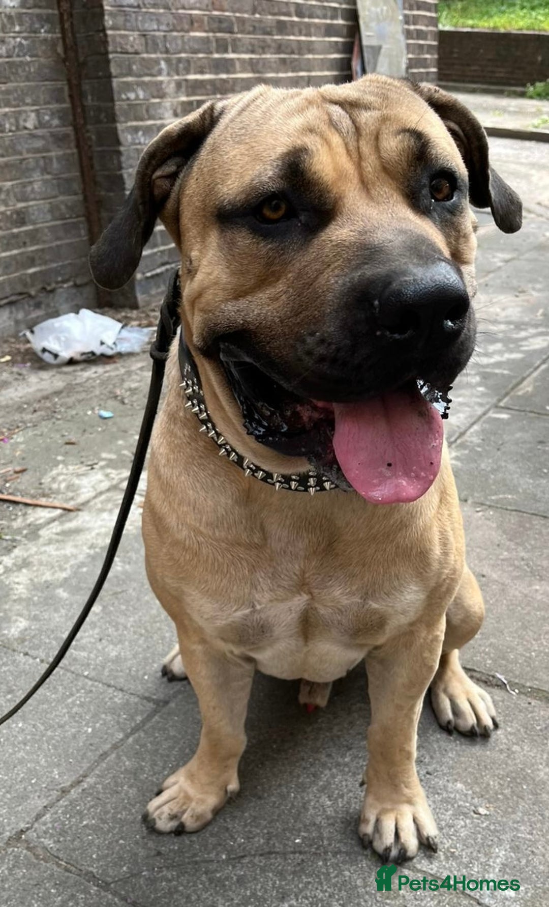 Boerboel dogs for sale: Boerboel puppies - Image 15