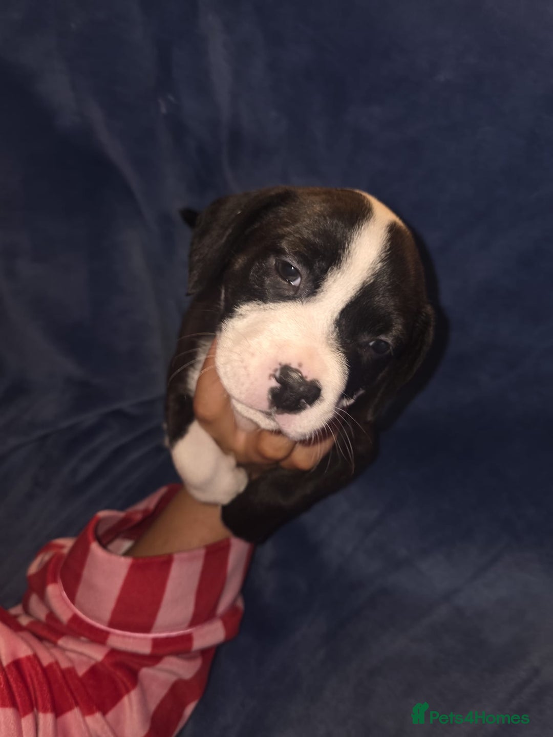 Staffordshire Bull Terrier dogs for sale: Staffy pups  - Advert 6