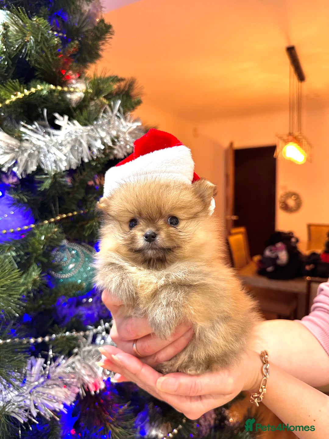 Pomeranian dogs for sale: Pomeranian teddy bear face puppies🐶 - Advert 7