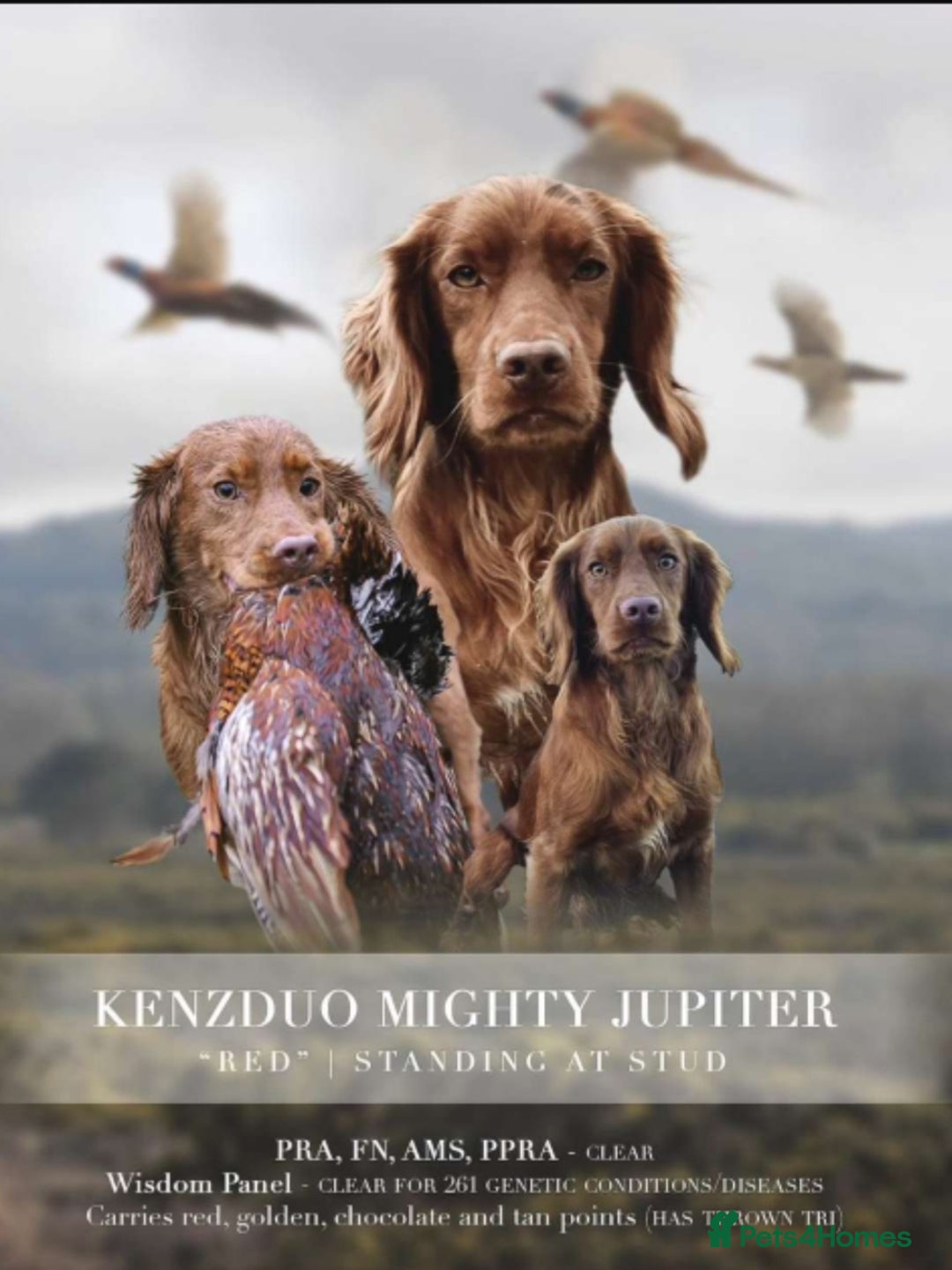 Sprocker dogs for sale: Gamekeeper breed sprockers - Advert 2