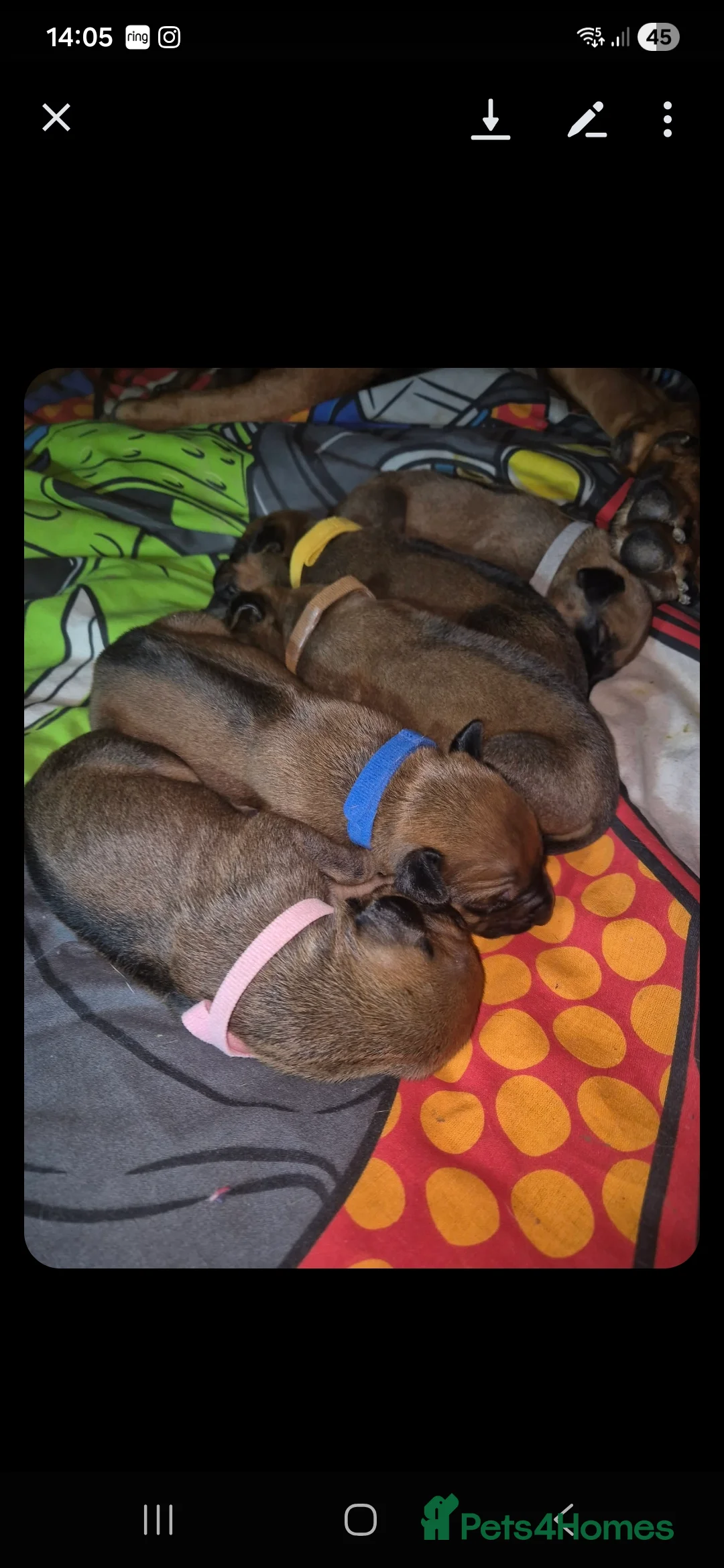 Rhodesian Ridgeback dogs for sale: Rhodesian ridgeback pups  - Advert 7