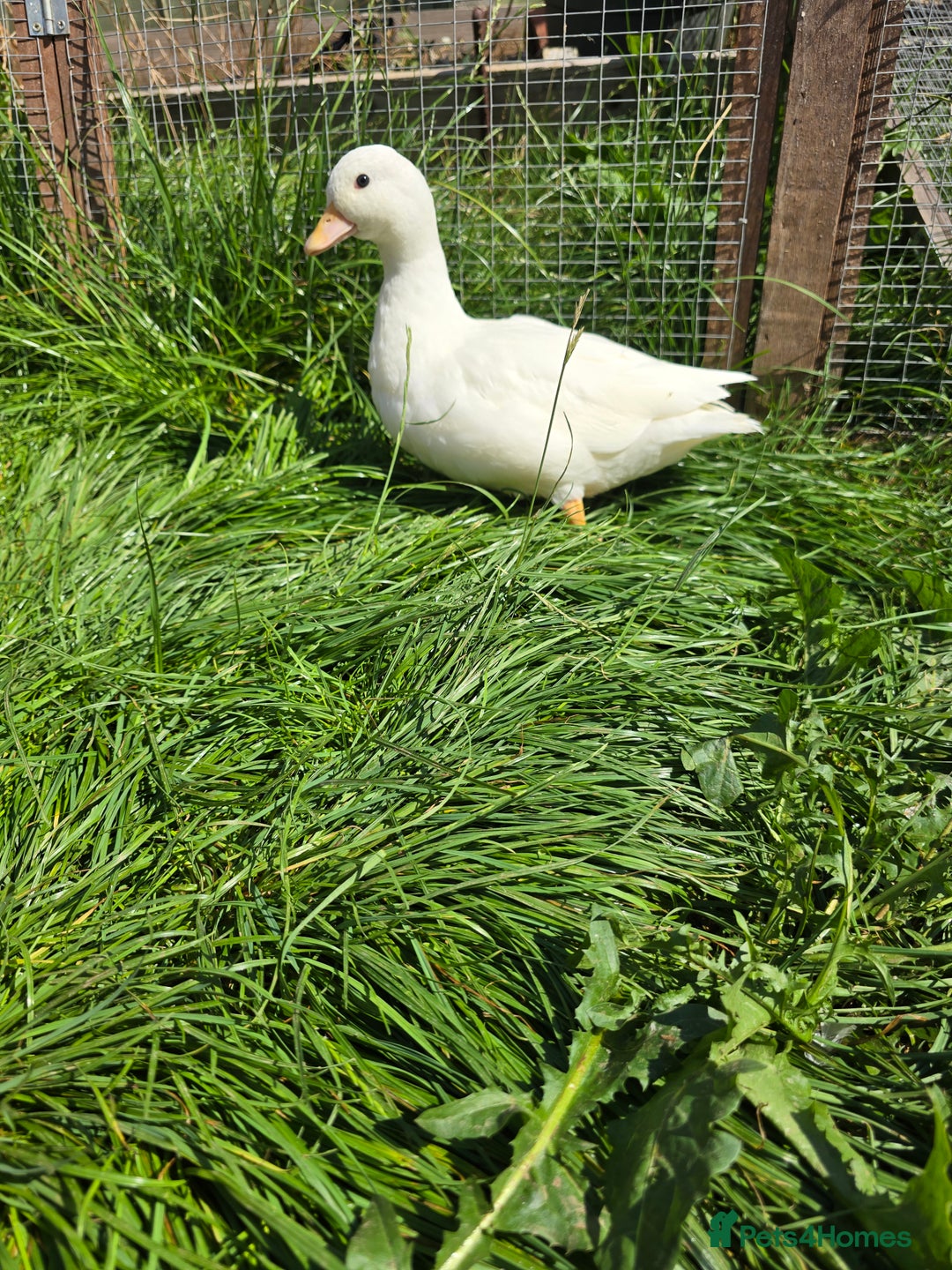Ducks poultry for sale: White Call Duck Pair - Image 6