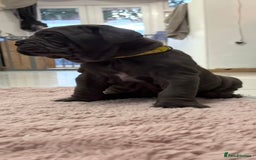 Mastiff dogs for sale: Mastiff puppies (Neapolitan) - Advert 24