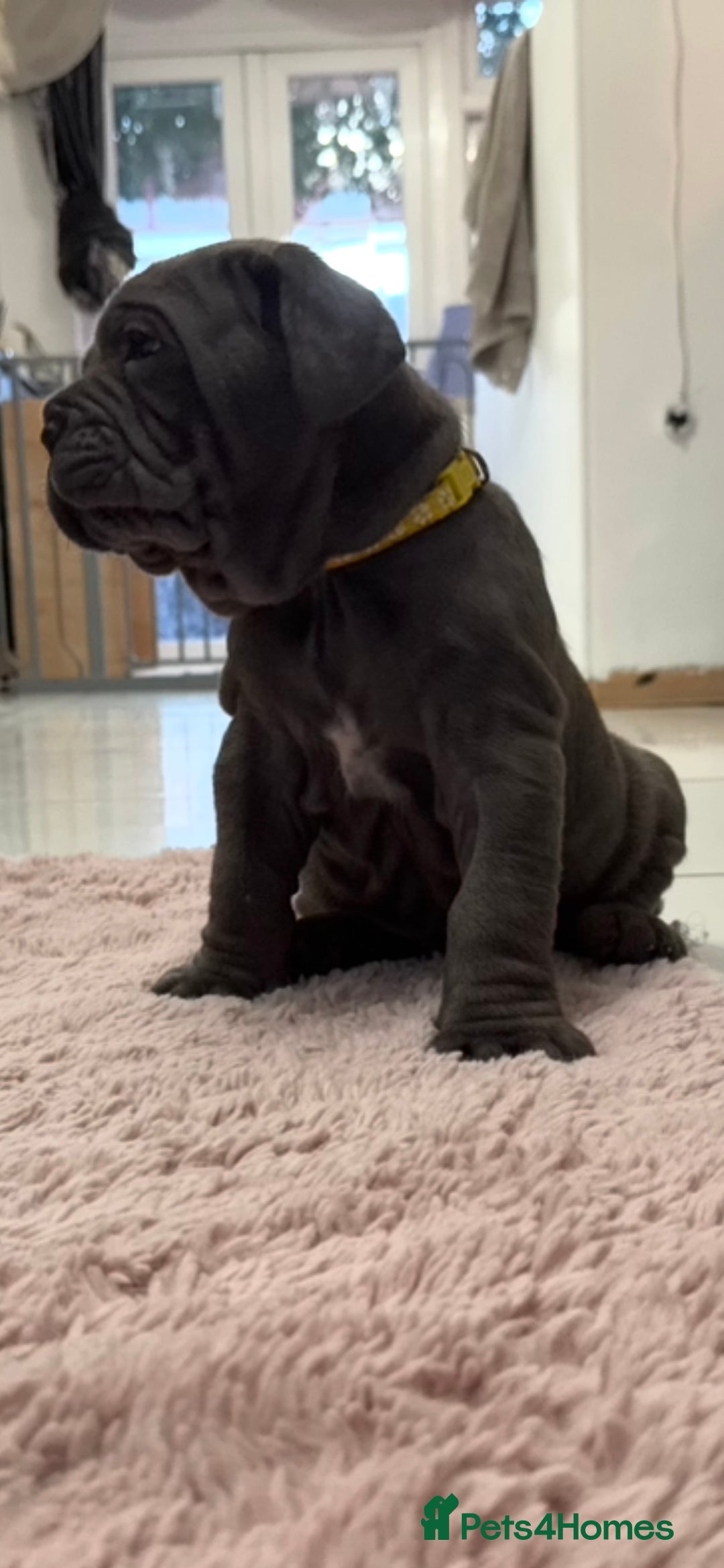 Mastiff dogs for sale: Mastiff puppies (Neapolitan) - Advert 24