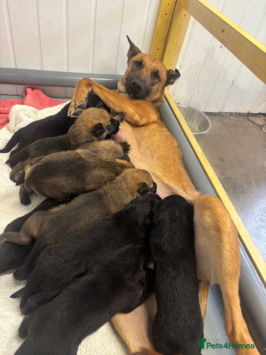 Mixed Breed dogs for sale: Czech shepherd x Belgium malinois - Image 12