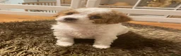 Mixed Breed dogs for sale: 🐾 RARE STUNNING CAVA / MALTIPOO MIX  PUPPIES 💕🐾 - Advert 2