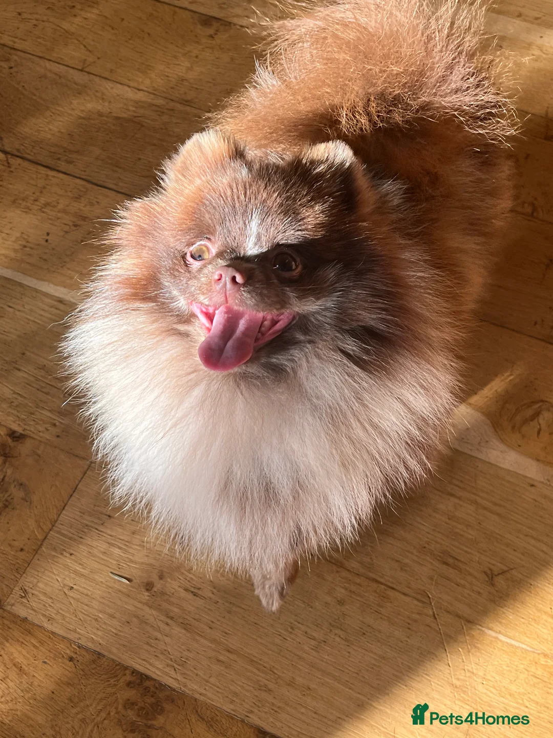 Pomeranian dogs for stud: 💚 RUSSIAN CHOC MERLE 🧸BEAR POM CARRY LILAC/TAN💚 in Romford - Advert 2