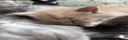 Maine Coon cats for sale: Majestic Maine Coon Kittens  - Advert 16