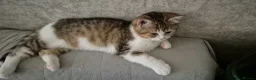 Scottish Fold cats for sale: Ready to go TICA reg. British Shorthair kittens - Advert 7