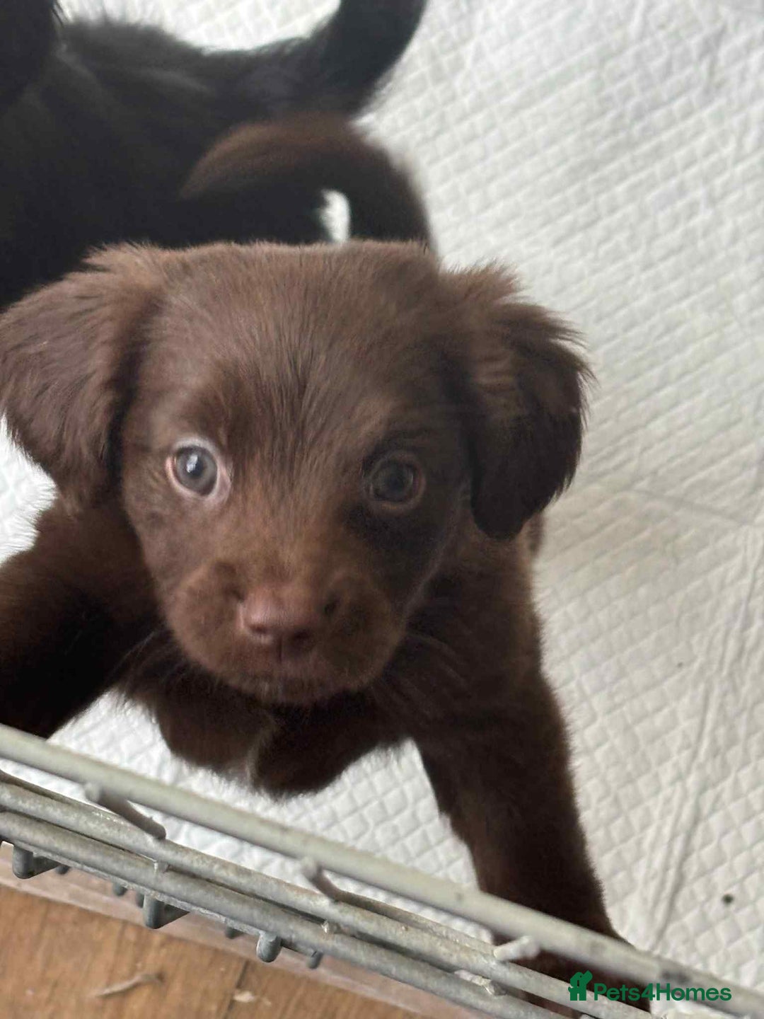 Mixed Breed dogs for sale: Cockeranians - Advert 1