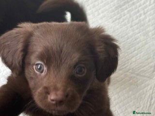 Mixed Breed dogs Cockeranians - Advert 9