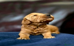 Cockapoo dogs for sale: Stunning F1b cockerpoo's - Image 1